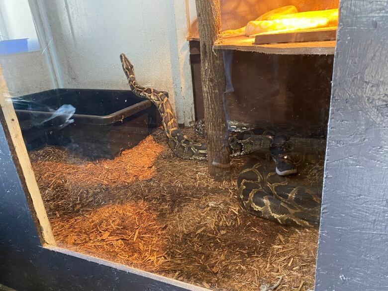 A large snake in an enclosure.