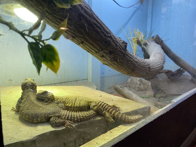 Two lizards sit on a rock.