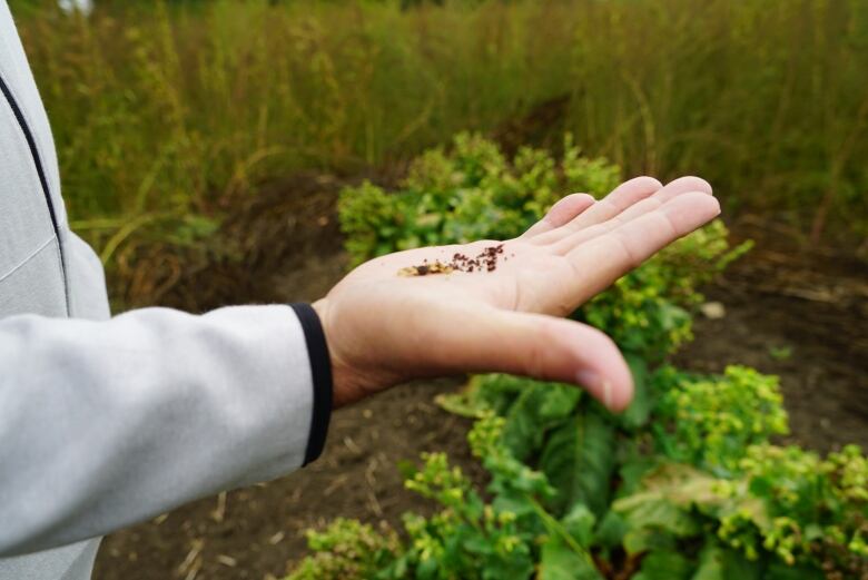 Tobacco seeds in a a person's hand.