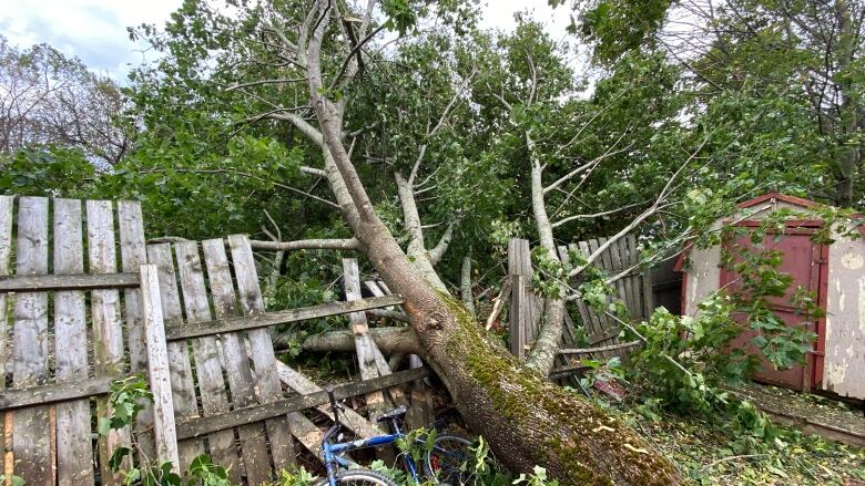 Tree fallen on fence by post-tropical storm Fiona in Charlottetown