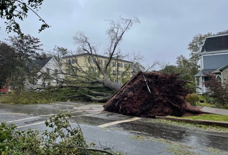 Large tree down on street corner