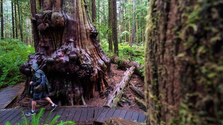 A man in a raincoat walks past a giant tree in a forest.