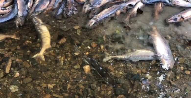 A bunch of fish appear dead in shallow water.