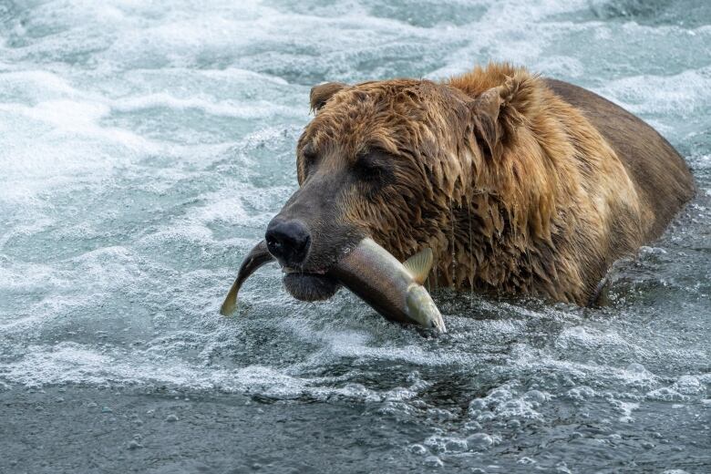 A close-up of a bear with a salmon in its mouth.