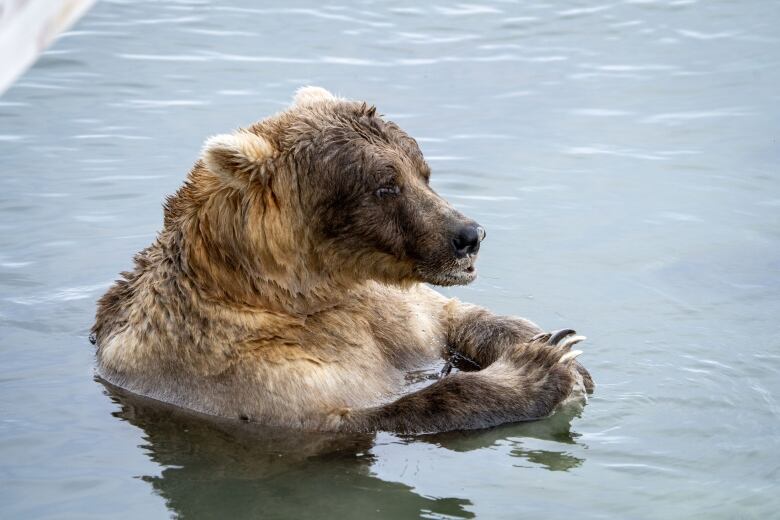 A bear splashes in the water.