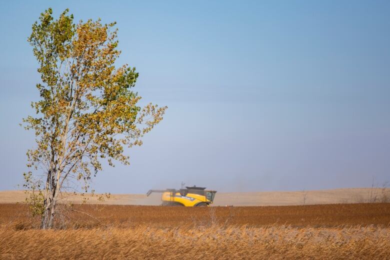 A combine drives through a field of wheat.