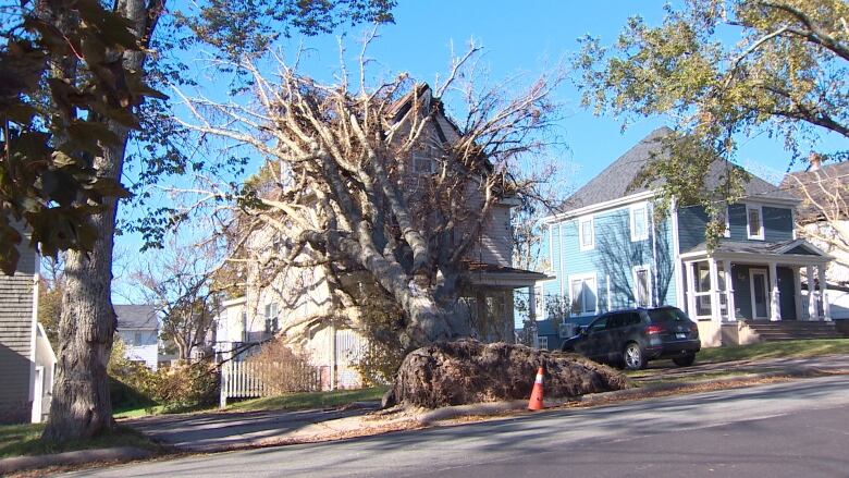 A large tree rests on a home on Whitney Avenue in Sydney, N.S., nearly three weeks after it was knocked down by post-tropical storm Fiona.