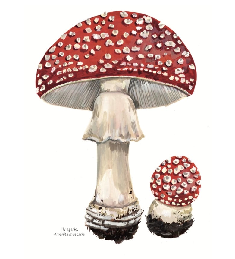 Gouache illustration of a red and white fly agaric mushroom.