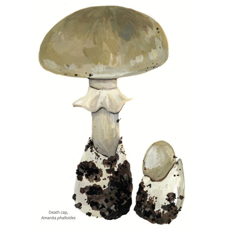 Illustration of a grey mushroom.