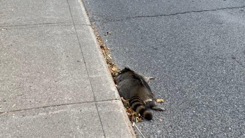 Dead raccoon lies face down in curb along a street in Toronto's west end.