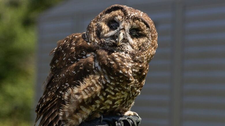 A large owl perched on a person's gloved arm looks into the camera.