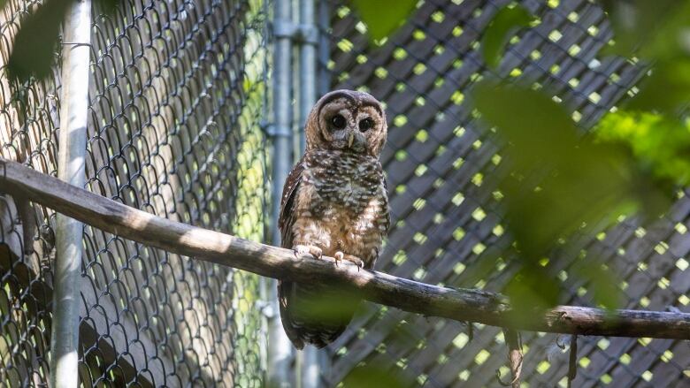 An owl perched on a branch, in front of a chain-link fence.