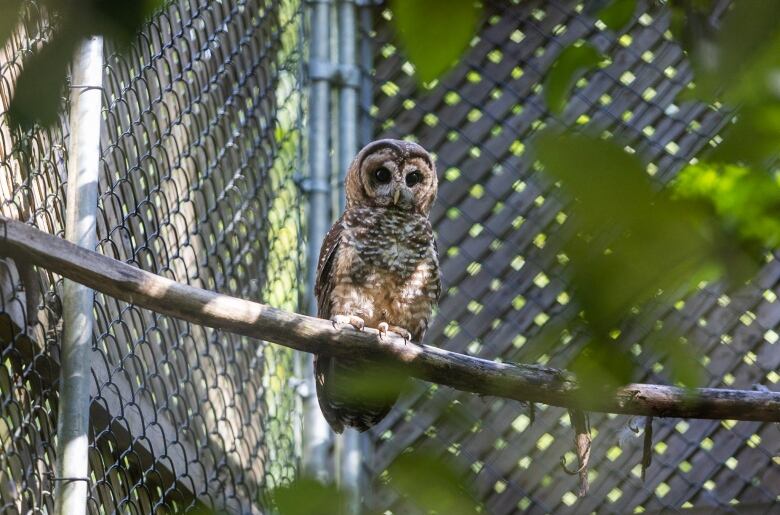 An owl perched on a branch, in front of a chain-link fence.