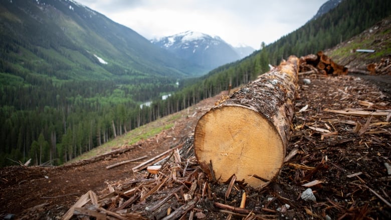 A cut log stands on a hill, with forests visible in the background.