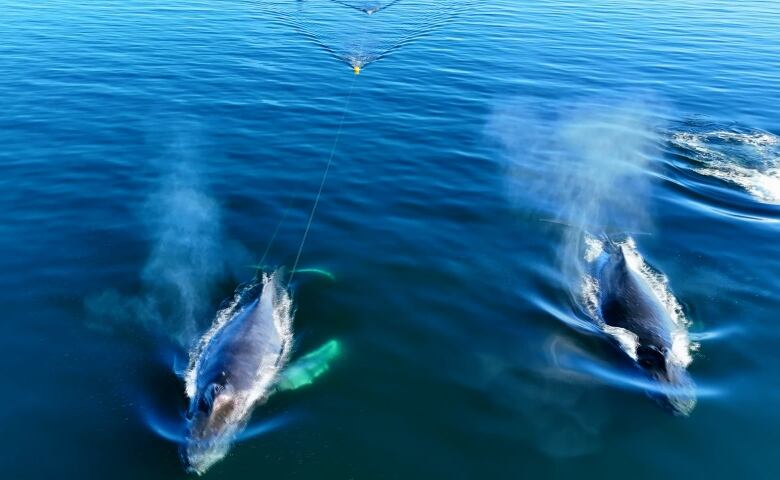 humpback whales were rescued in the Strait of Georgia on Oct. 21, 2022.