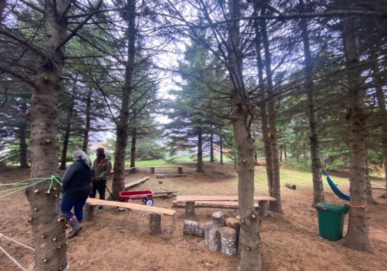 Wooden benches sit in a forest clearing. 