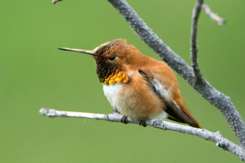 An orange hummingbird perches on a tree.