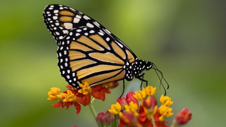 A monarch butterfly on a plant