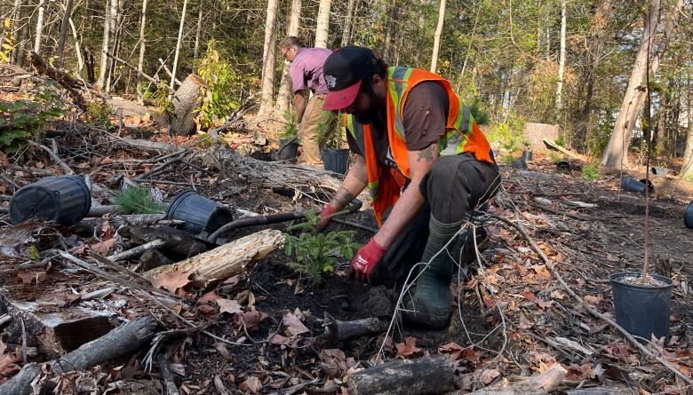 A man in a reflective vest plants a small tree.