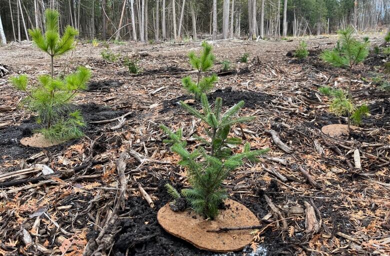 Recently planted saplings.