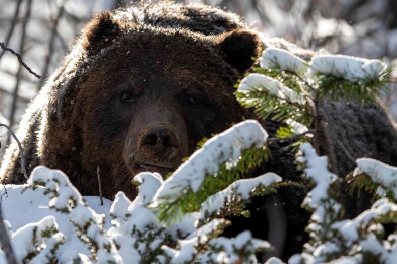 The face of a large grizzly bear is seen close up.