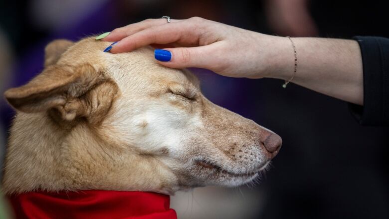 Person petting a dog.