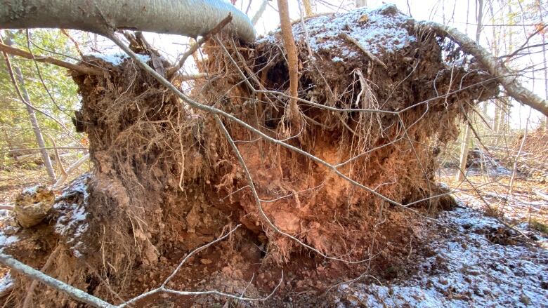 Giant tree root system torn out of red dirt ground. 