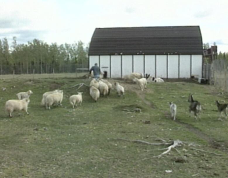 A wide view of a grassy farm dotted with sheep and other animals. A barn is in the background. 