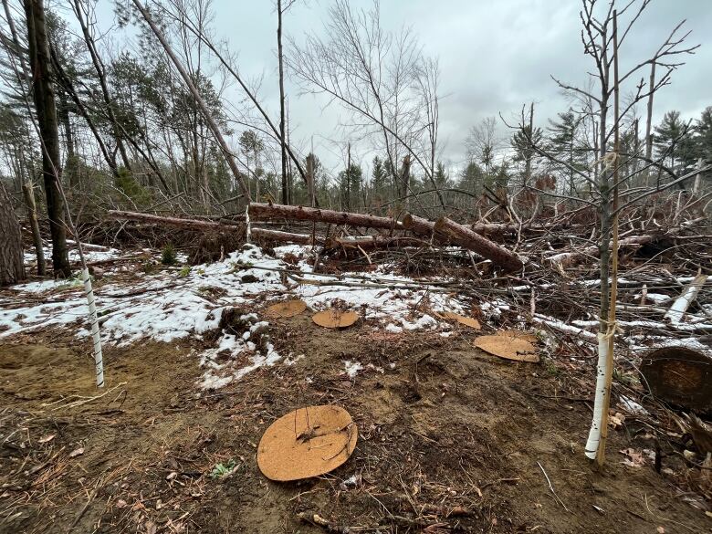 Recently planted trees along a trail.