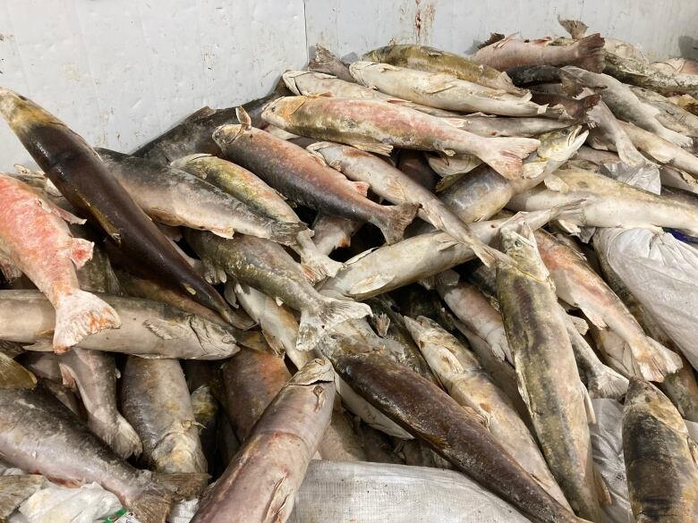 A pile of fish are shown.