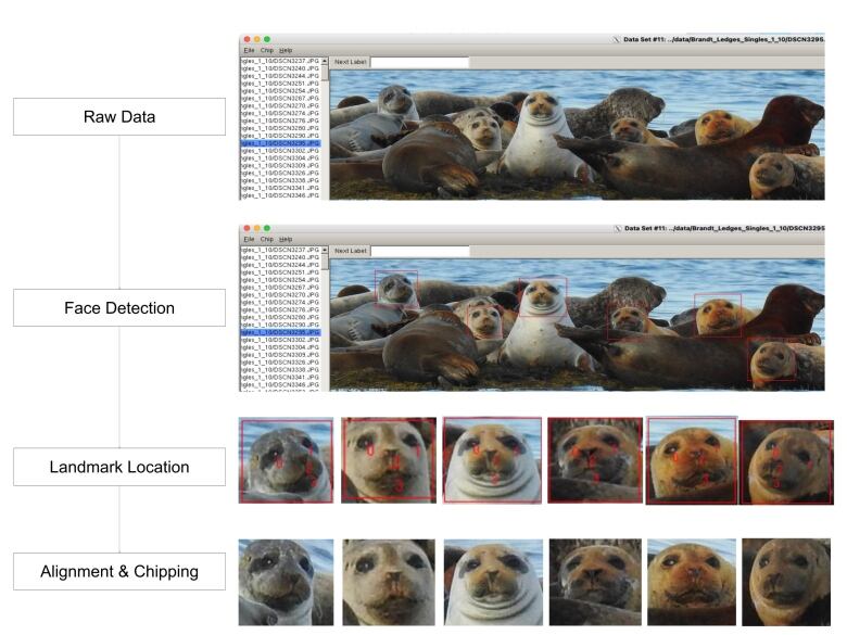 A screenshot from facial recognition software shows four rows of images and accompanying text. Under 