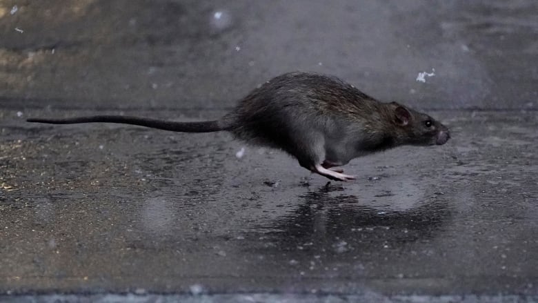 A rat runs across a sidewalk in the snow.