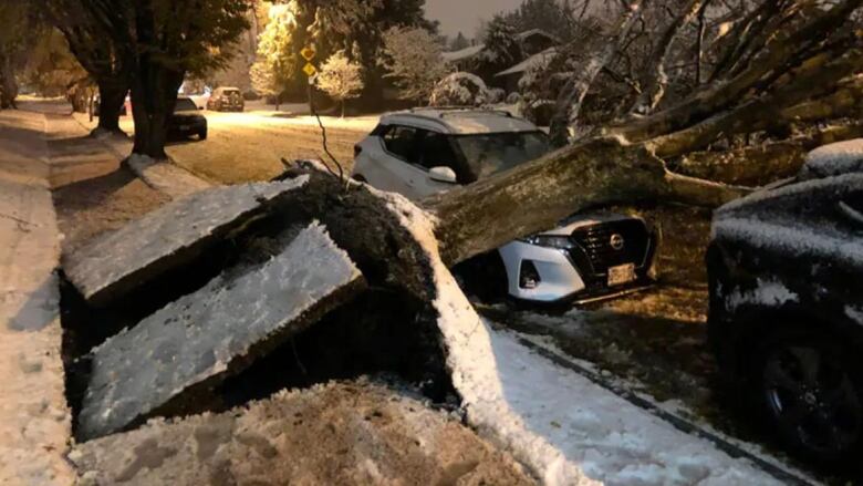 An uprooted tree is pictured on the hood of a car during a snowstorm.