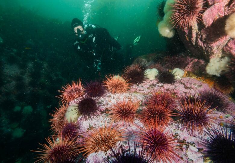 An underwater landscape shows a colony of pink and red sea urchins on a reef, with a scuba diver seen in the background, floating in green water.