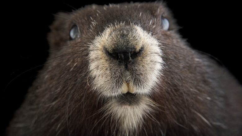 A closeup of a Vancouver Island marmot looking straight into the camera.