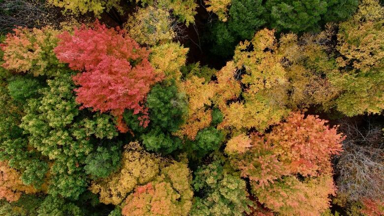 Overhead shots of trees at Rouge National Urban Park.