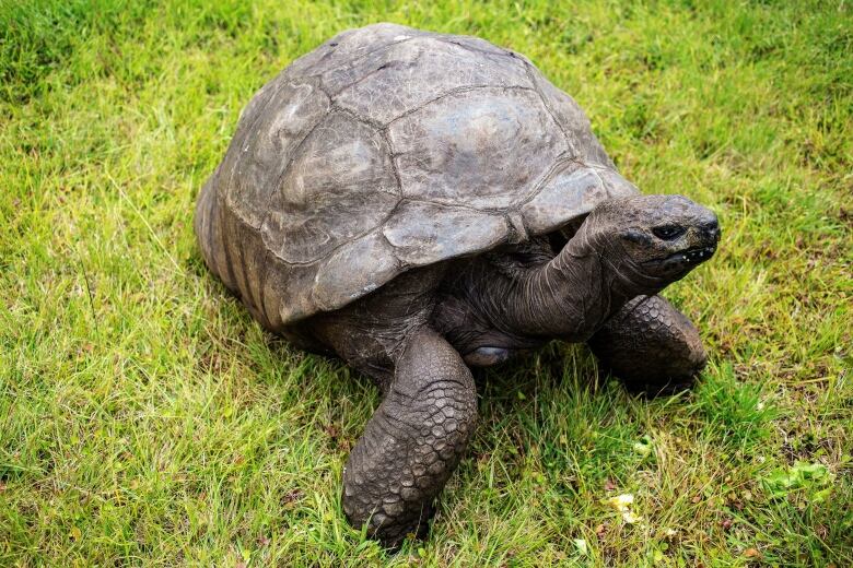 A large tortoise stands on some grass.