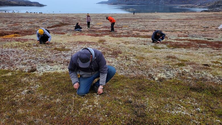 Scattered across the tundra, several people kneel to examine moss and other ground cover.