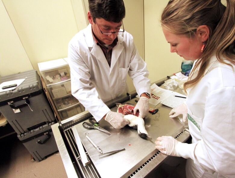 Two people in white lab coats dissect a bird on a stainless steel counter.