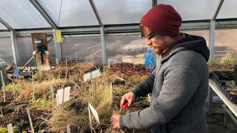 A man prunes a plant inside a greenhouse.