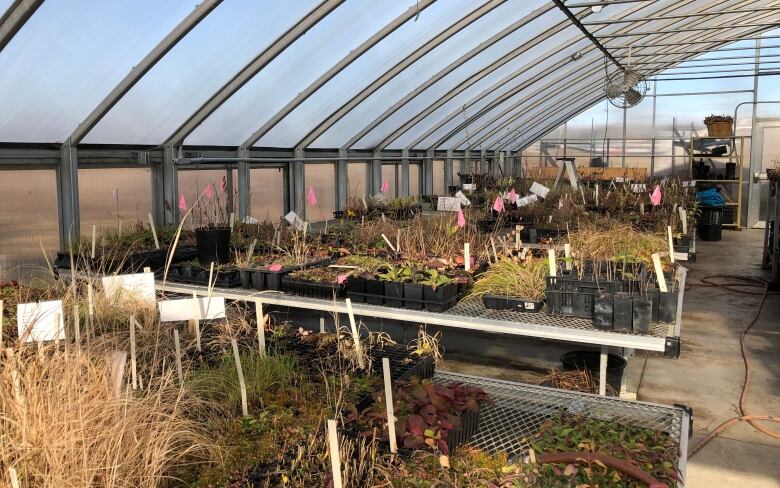 Several tables of plants, growing in a greenhouse. 