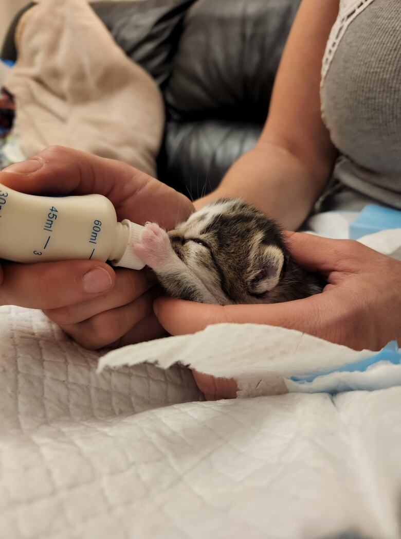 A kitten drinks milk from a bottle. 