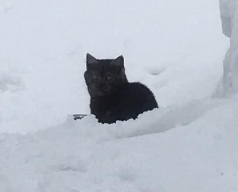 A black cat pictured out in the Montreal snow.