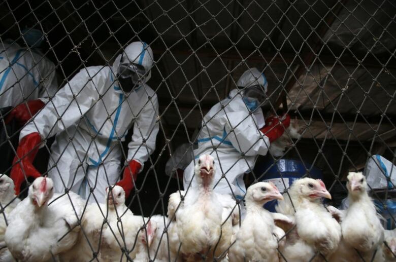 People wearing white and blue hazmat suits and masks stand behind a row of chickens at a chain fence.