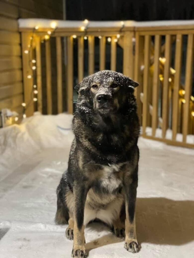 A dark, furry dog sits in the snow on a wooden deck. 