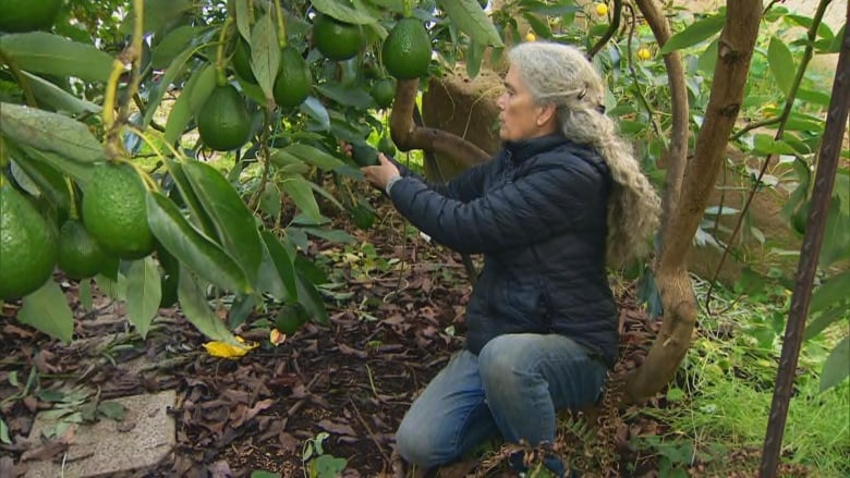 Jane Squier, a white-haired woman wearing a blue jacket, crouches beside her avocado tree.