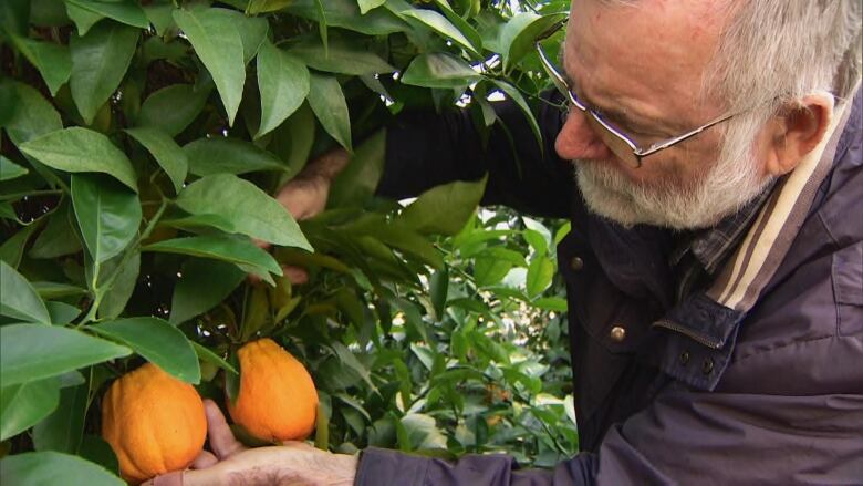 A man holds two oranges.