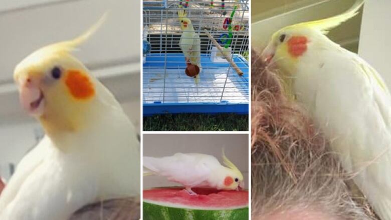 Photos of a pale yellow cockatiel with orange cheek circles. Two photos it on a person's head, one it's in a cage and in one it's eating watermelon.