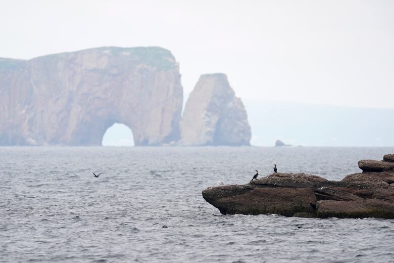 Seabirds perch on a rock jutting from Bonaventure Island 