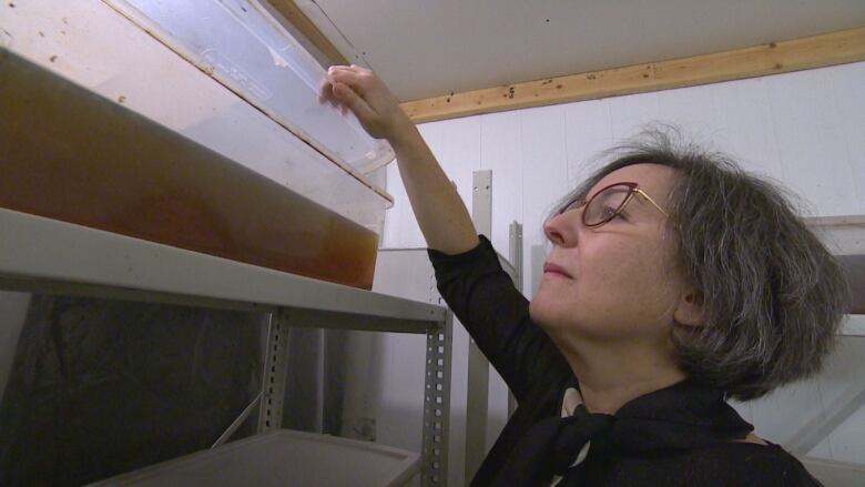 Short-haired woman wearing glasses peers into a transparent, rectangular bin containing liquid tea and kombucha mushrooms.